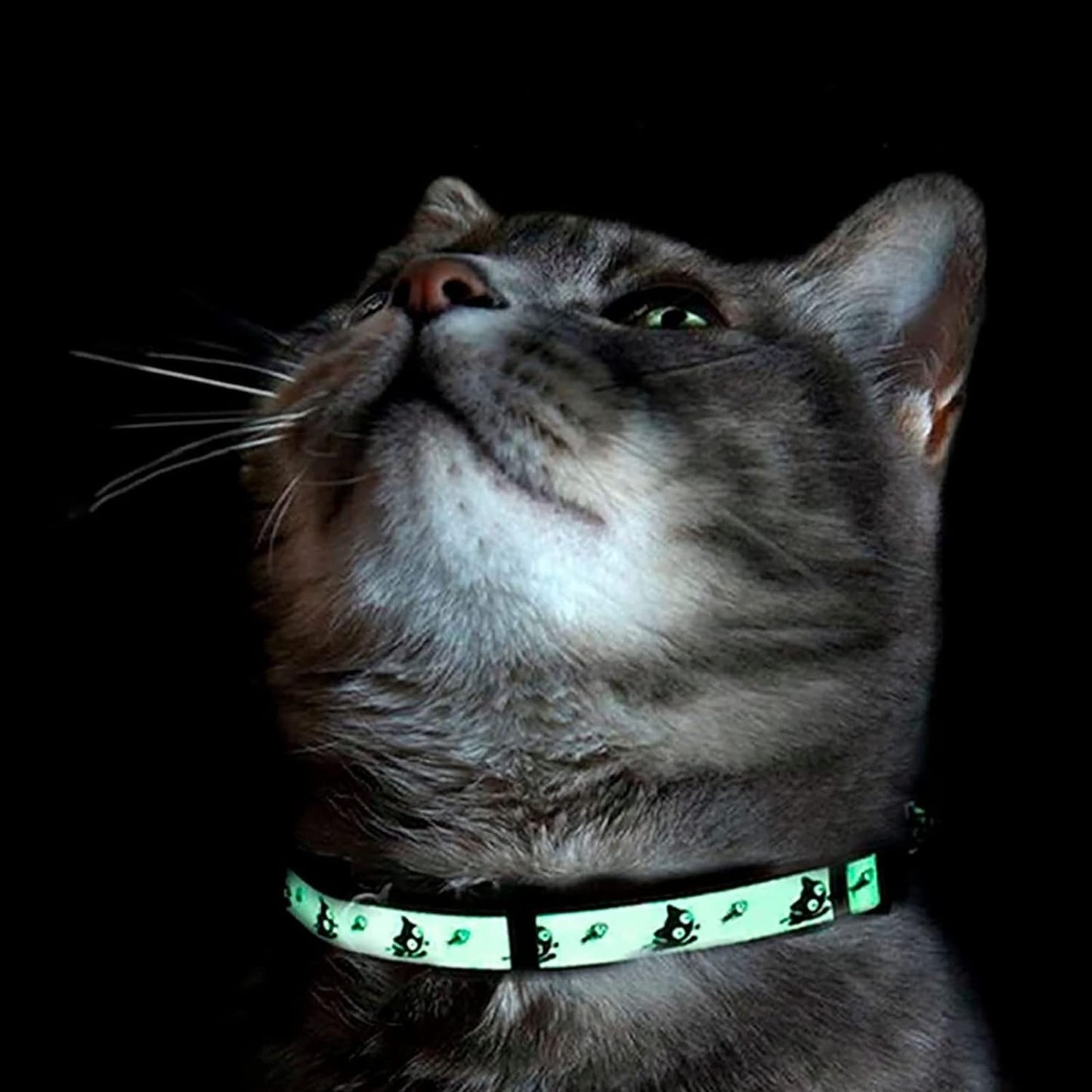 Pawtitas Teal Glow-in-the-Dark Cat Collar with Safety Buckle and Removable Bell