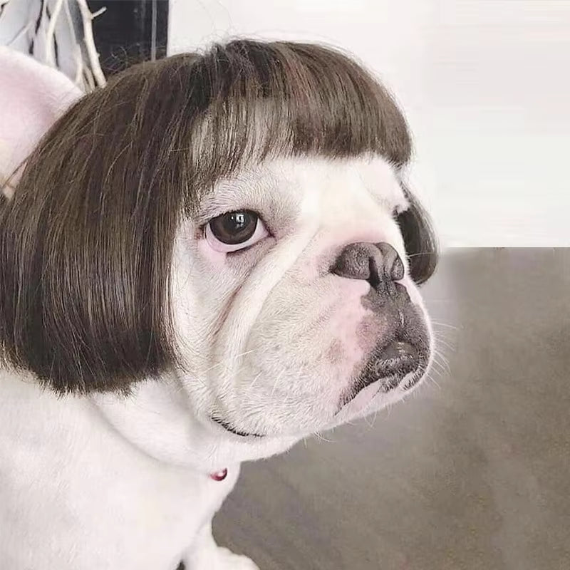 Pet Wigs Dog Wigs Pet Supplies Halloween Pet Accessories Curly Hair Straight Hair Cat Wigs