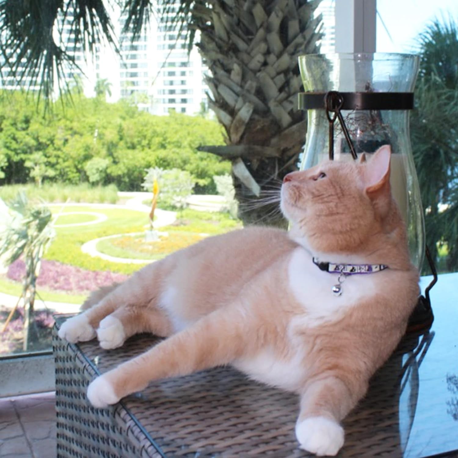 Pawtitas Teal Glow-in-the-Dark Cat Collar with Safety Buckle and Removable Bell
